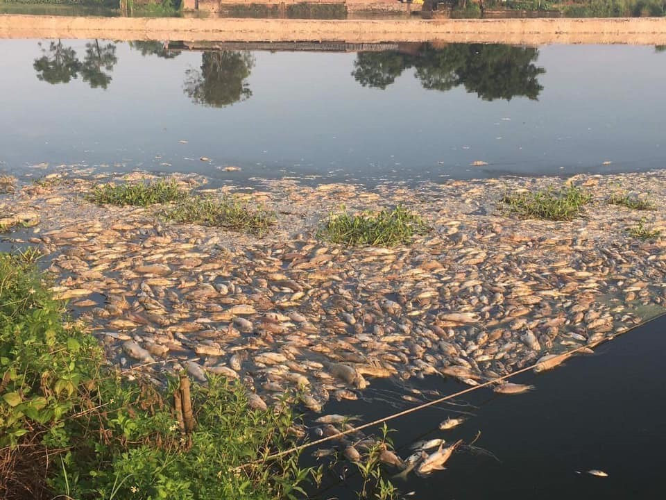 Cơ quan chức năng đã lấy mẫu nước gửi đi xét nghiệm để làm cơ sở, đánh giá nguyên nhân cá chết. Hiện vẫn chưa có kết quả. Trong khi đó, gia đình ông Luân ngừng vớt cá chết vì sợ nguồn nước ảnh hưởng đến sức khỏe.