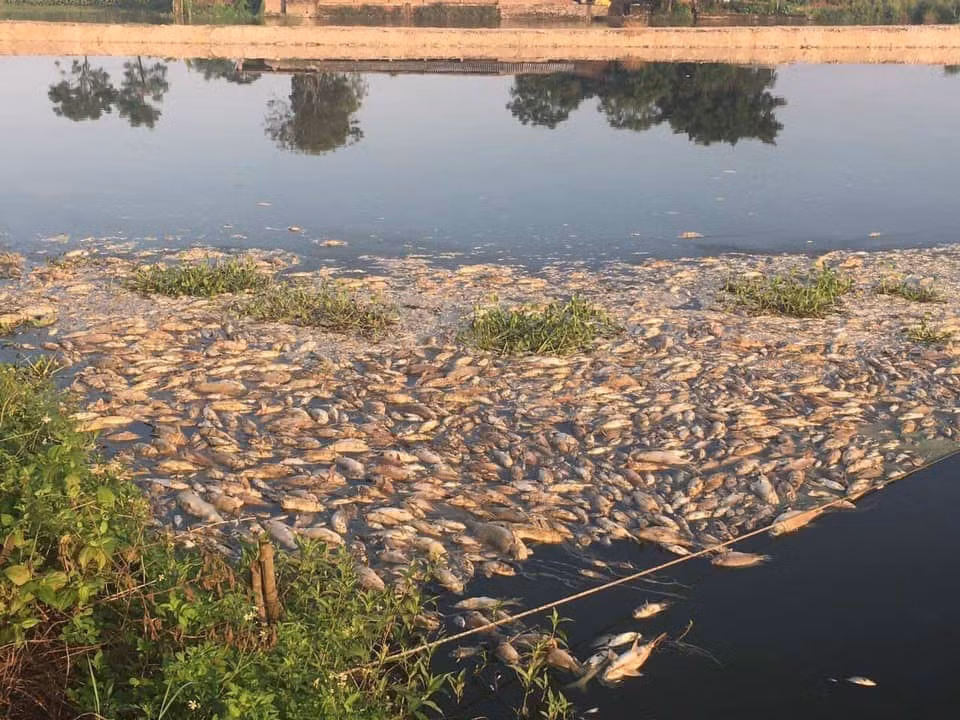 Cơ quan chức năng đã lấy mẫu nước gửi đi xét nghiệm để làm cơ sở, đánh giá nguyên nhân cá chết. Hiện vẫn chưa có kết quả. Trong khi đó, gia đình ông Luân ngừng vớt cá chết vì sợ nguồn nước ảnh hưởng đến sức khỏe.