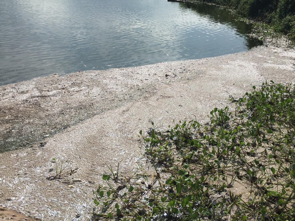 Công an huyện Nam Sách cho biết đã mời một số đối tượng nghi vấn lên làm việc. Con số và danh tính các đối tượng này cơ quan công an chưa cung cấp vì đang trong quá trình điều tra. Đây là các đối tượng mà bị hại (ông Luân, người có khoảng 3 - 4 tấn cá nuôi các loại bị chết trắng ao) cung cấp. Sáng nay (26/9), PV Lao Động hỏi lãnh đạo Công an huyện Nam Sách có khởi tố vụ án, khởi tố bị can hay không, nhưng nhận được câu trả lời sẽ thông tin sau.