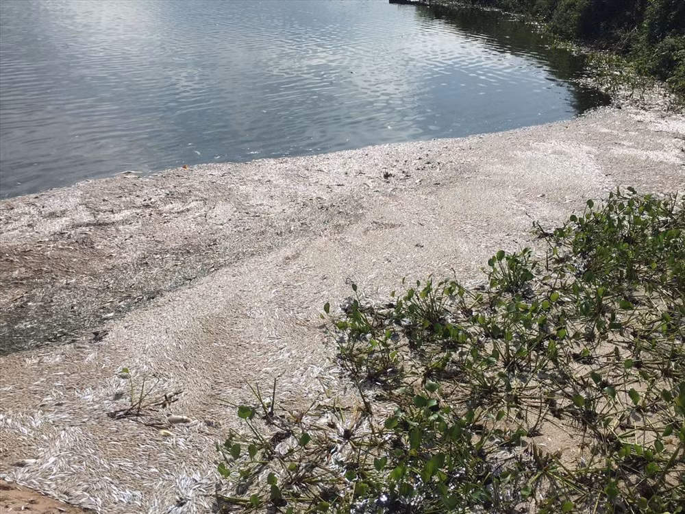 Công an huyện Nam Sách cho biết đã mời một số đối tượng nghi vấn lên làm việc. Con số và danh tính các đối tượng này cơ quan công an chưa cung cấp vì đang trong quá trình điều tra. Đây là các đối tượng mà bị hại (ông Luân, người có khoảng 3 - 4 tấn cá nuôi các loại bị chết trắng ao) cung cấp. Sáng nay (26/9), PV Lao Động hỏi lãnh đạo Công an huyện Nam Sách có khởi tố vụ án, khởi tố bị can hay không, nhưng nhận được câu trả lời sẽ thông tin sau.