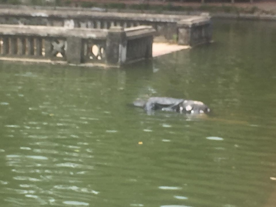 Phat hien thi the phu nu noi trong ao khuon vien den Phu Dong