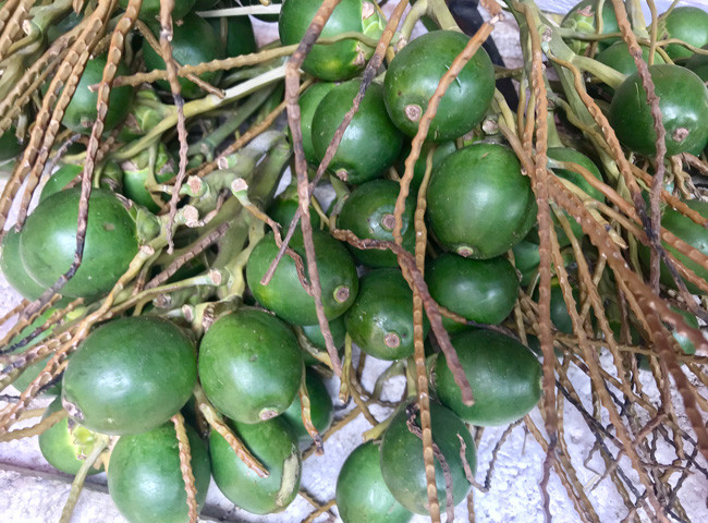 Nguyên nhân bởi cau chứa arecoline. Khi ăn, arecoline chuyển thành nitroso – chất gây ung thư phổ biến. Tích tụ những chất này lâu ngày, cơ thể dễ đối diện với căn bệnh nguy hiểm.