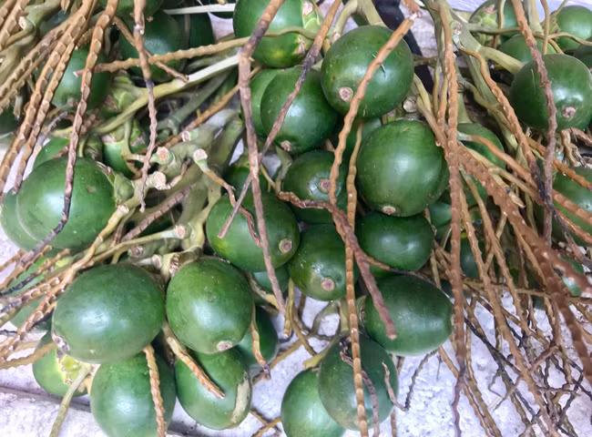 Nguyên nhân bởi cau chứa arecoline. Khi ăn, arecoline chuyển thành nitroso – chất gây ung thư phổ biến. Tích tụ những chất này lâu ngày, cơ thể dễ đối diện với căn bệnh nguy hiểm.