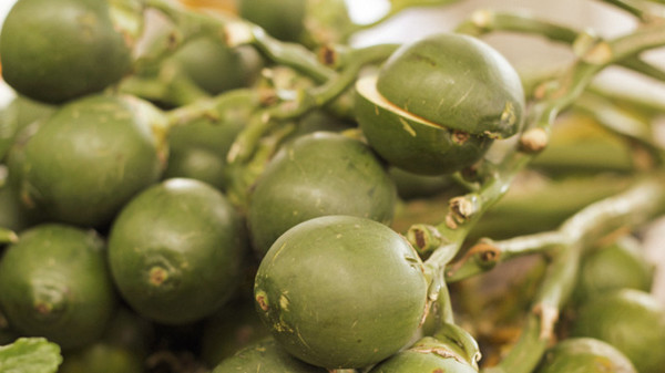 3. Cau. Ăn trầu cau là một tập tục phổ biến của người dân các nước vùng nhiệt đới châu Á. Vậy nhưng, thói quen ăn trầu cau không được khuyến khích.