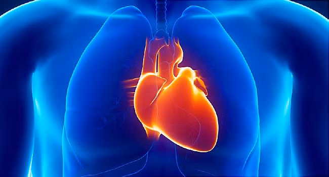 Cơn đau này có nhiều biểu hiện, không chỉ đau ở tim mà có thể đau tức ngực, đau vùng trước tim. Đôi khi, những cơn đau thắt có thể xảy ra ở ngực trước, sau lưng, hàm, bụng trên, cánh tay trái, vai... Một số cơn co thắt còn không gây đau đớn. Cơ thể chỉ có biểu hiện như tức ngực, nghẹt thở, đổ mồ hôi, buồn nôn và nôn. Ảnh: Webmd.