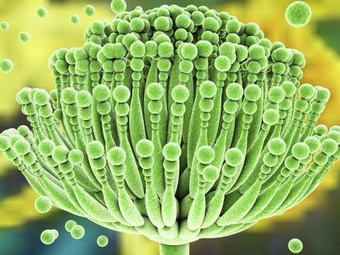 Độc tính của aflatoxin mạnh gấp 10 lần so với loại thuốc độc nổi tiếng kali xyanua. Thậm chí, các nhà khoa học công nhận aflatoxin độc hơn nọc độc của rắn hổ mang; độc hơn 28-33 lần so với các loại thuốc trừ sâu 1605 và 1059. Khi đi vào cơ thể, aflatoxin là chất gây ung thư gan độc tính cao. Ảnh minh họa.