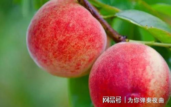 Thúc đẩy tiêu hóa, giảm cân. Đào rất giàu pectin và xenluloza. Khi đi vào cơ thể, các chất này làm tăng cảm giác no, thúc đẩy nhu động đường tiêu hóa, đẩy nhanh quá trình trao đổi chất của cơ thể. Nhờ vậy, lượng chất béo giảm rõ rệt. (Ảnh: Aboluowang)