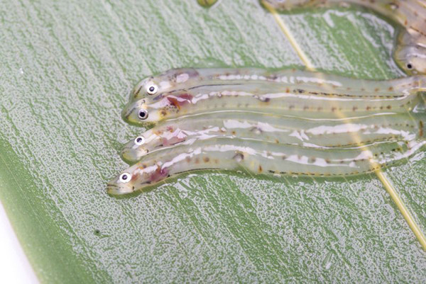 Nhận rượu sake, người làm thưởng thức ngay trên bờ ruộng. Không có đồ nhắm, người lao động bắt những chú cá nhỏ, trong suốt thưởng thức. Từ đó, truyền thống ăn Shirouo no odorigui bắt đầu, ngày càng trở nên phổ biến tại Nhật Bản. (Ảnh: Pixta)