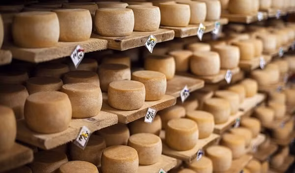 Nhiều người tái mặt khi chứng kiến pho mát toàn giòi. Vậy nhưng, những người dân địa phương lại cảm thấy không gì thú vị hơn khi trải nghiệm cảm giác những chú giòi ngọ nguậy trong miệng.