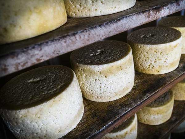 Họ cũng yêu thích cảm giác cay lưu lại nhiều giờ và hương vị mãnh liệt, gợi nhớ đến đồng cỏ Địa Trung Hải của Casu Marza.