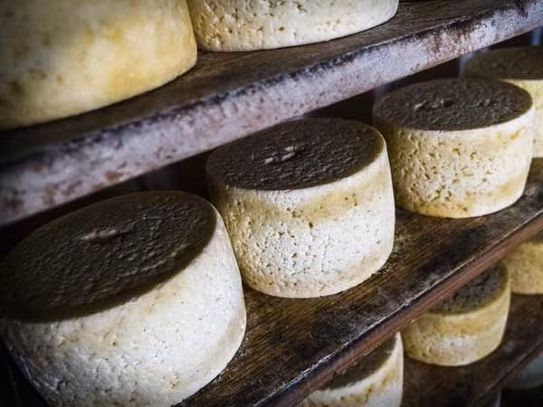 Họ cũng yêu thích cảm giác cay lưu lại nhiều giờ và hương vị mãnh liệt, gợi nhớ đến đồng cỏ Địa Trung Hải của Casu Marza.