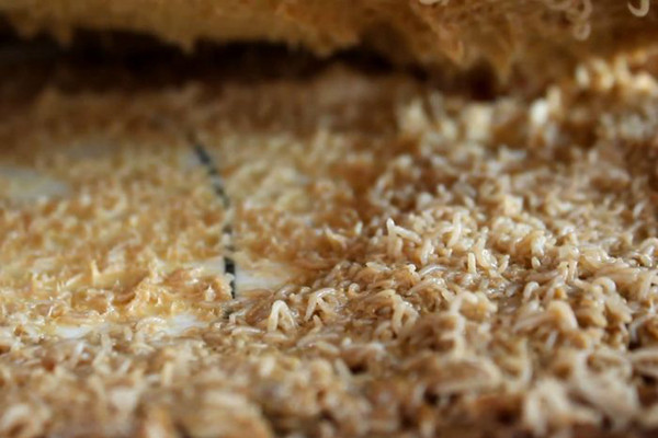 Thực tế, Casu Marzu chỉ được thưởng thức khi những chú giòi còn sống. Nếu chúng chết, pho mát bị xem là hỏng, không nên ăn vì sẽ mất vị ngon, chứa độc tố có hại cho sức khỏe.