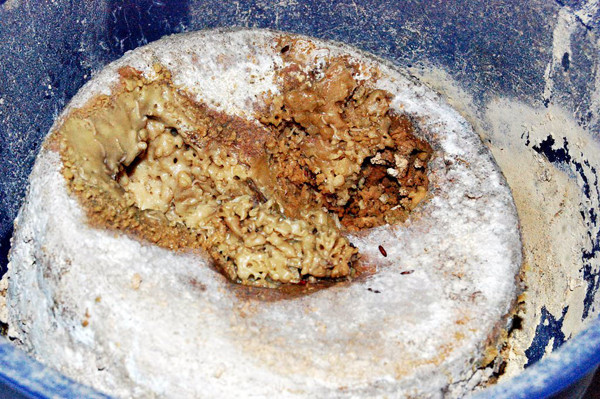 Casu Marzu thường được sản xuất vào cuối tháng 6. Thời điểm này, đàn cừu địa phương bước vào thời kỳ sinh sản, nguồn nguyên liệu rất phong phú.