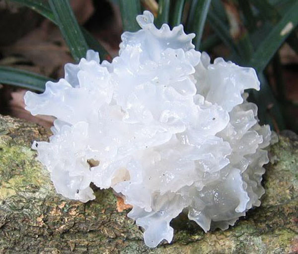 Tuy nhiên, ngâm nấm tuyết thời gian dài có thể tạo ra axit men gạo, là chất có khả năng gây ung thư. Dùng thường xuyên có thể gây ung thư biểu mô tế bào gan. Ngoài việc chỉ ra ăn nấm tuyết không đúng cách là nguyên nhân gây bệnh ở bà Triệu, bác sĩ còn nhấn mạnh những thực phẩm có hại cho gan cần tránh. Cụ thể: