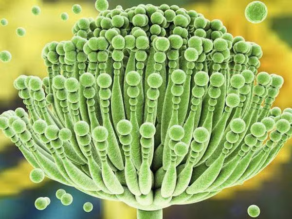 4. Thuốc lá mốc. Giống như bao sản phẩm khác, thuốc lá cũng có hạn sử dụng, cần được bảo quản nơi khô ráo. Bảo quản không đúng cách khiến chúng có thể bị mốc. Hút loại thuốc này, ngoài việc nạp lượng lớn nicotin, người hút còn có thể nhiễm độc tố aflatoxin. Đây là chất gây ung thư loại 1, khi đi vào cơ thể sẽ làm tăng nguy cơ mắc bệnh. (Ảnh minh họa)