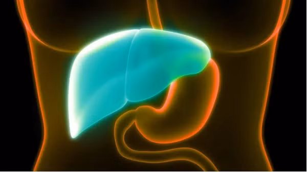 Gan đảm nhận nhiều chức năng quan trọng như chuyển hóa, bài tiết và khử độc. Gan không khỏe sẽ ảnh hưởng hầu hết chức năng sinh lý bình thường của cơ thể. (Ảnh: Ifeng)