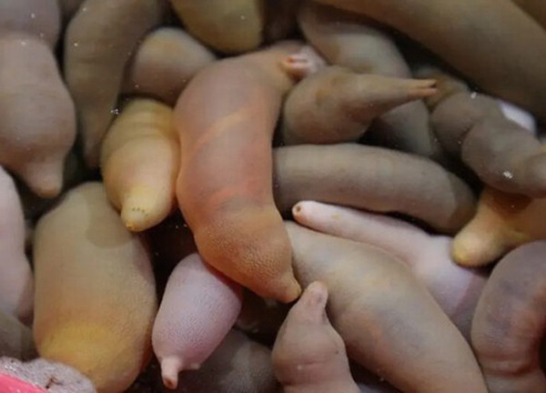 Cụ thể, giun thìa biển có vẻ ngoài nhạy cảm, hình dạng giống hệt “của quý” của phái mạnh, màu vàng nâu, dài khoảng 10-30cm, toàn thân có nhiều u nhú nhỏ, liên tục ngọ nguậy.