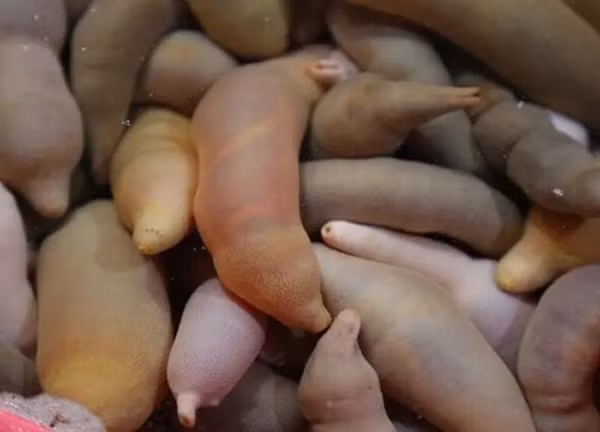 Cụ thể, giun thìa biển có vẻ ngoài nhạy cảm, hình dạng giống hệt “của quý” của phái mạnh, màu vàng nâu, dài khoảng 10-30cm, toàn thân có nhiều u nhú nhỏ, liên tục ngọ nguậy.