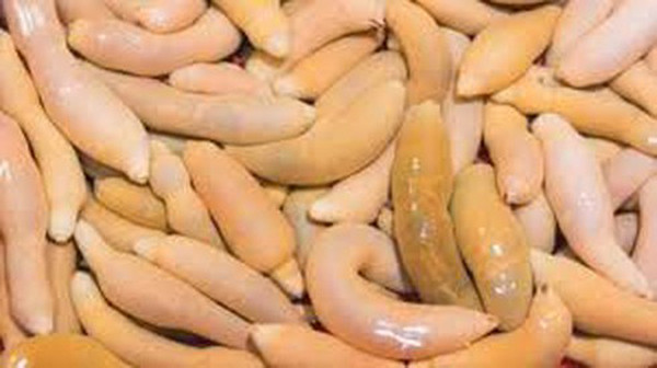 Đặc biệt, nhiều người tin rằng cá dương vật là “thần dược” cho sức khỏe nam giới. Khi đi vào cơ thể, các chất trong cá có khả năng tăng cường chuyện chăn gối, điều trị các vấn đề rối loạn cương dương.