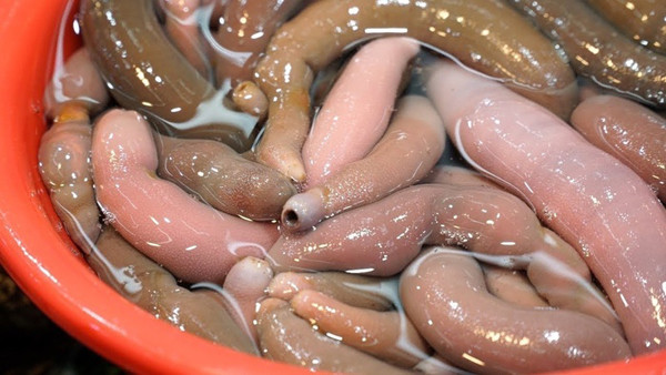 Ngoài cách ăn trực tiếp, giun thìa biển còn được phơi khô, làm gia vị trong những món khác.