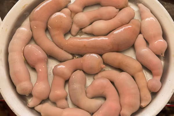 Vẻ ngoài đặc biệt song giun thìa biển “thuyết phục” thực khách bằng hương vị giòn dai, thơm ngon hiếm thấy.