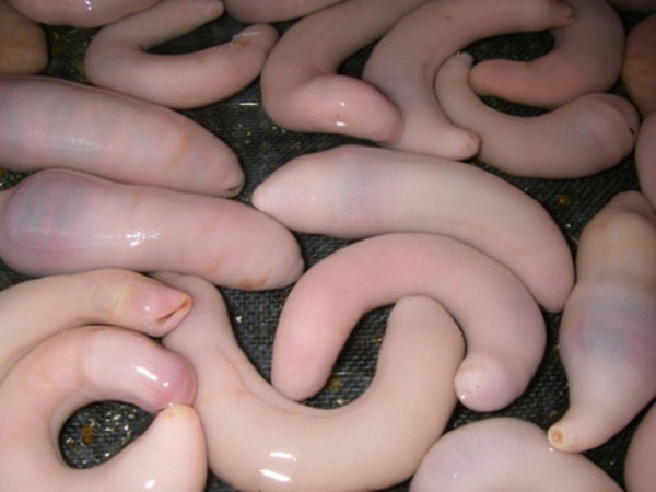 Không chỉ thơm ngon, đặc sản có vẻ ngoài nhạy cảm này còn được đánh giá cao về giá trị dinh dưỡng, lợi ích sức khỏe.