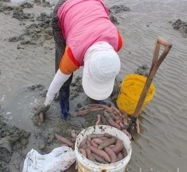 Giun thìa biển được khai thác quanh năm song ngon nhất vào khoảng tháng 10. Quá trình khai thác, người dân phải thực hiện hoàn toàn thủ công.