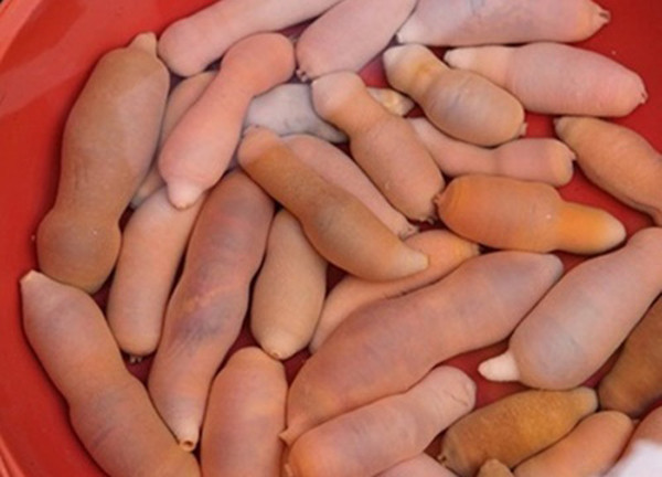 Giun thìa biển được biết đến với tên gọi khác là cá dương vật, tên khoa học là Urechis Unicinctus. Giun thìa biển sống nhiều ở bờ biển Trung Quốc, Nhật Bản, Hàn Quốc. So với những loại hải sản khác, vẻ ngoài giun thìa biển khiến nhiều người e ngại. (Ảnh minh họa)