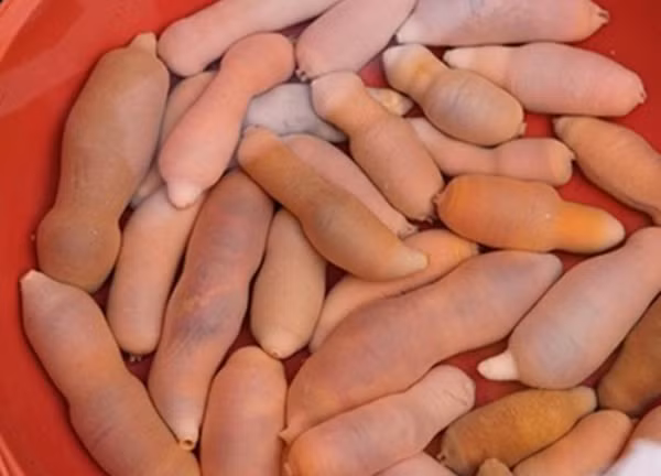 Giun thìa biển được biết đến với tên gọi khác là cá dương vật, tên khoa học là Urechis Unicinctus. Giun thìa biển sống nhiều ở bờ biển Trung Quốc, Nhật Bản, Hàn Quốc. So với những loại hải sản khác, vẻ ngoài giun thìa biển khiến nhiều người e ngại. (Ảnh minh họa)