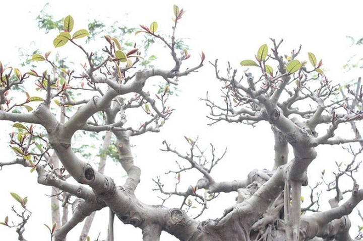 Trong giới chơi cây, đây được đánh giá là một trong những “bảo bối”, cây đa quý hiếm bậc nhất của Việt Nam. (Ảnh: Dân trí)