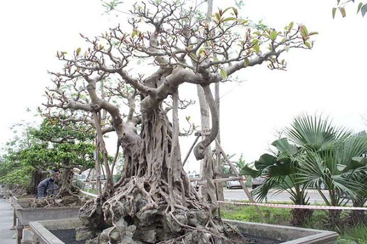 Cách đây 20 năm, ông Lộc phải bỏ ra 10 cây vàng mới sở hữu được "siêu cây" cổ này. (Ảnh: Dân trí)