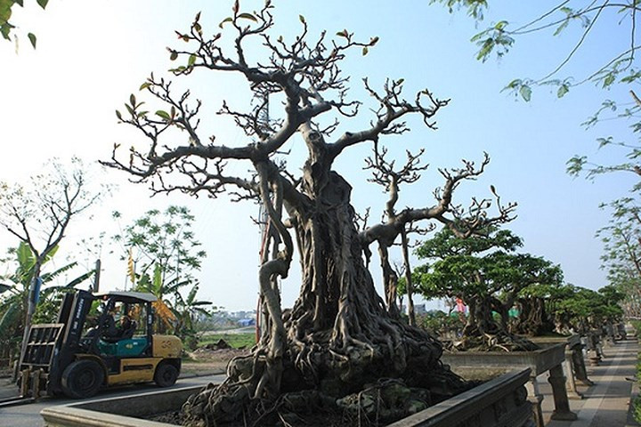 Cây cao khoảng gần 2m, đường kính thân 70cm, tán xòe rộng với những tay cành chi chít lộc lá. Đặc biệt, cây nổi bật bởi bộ rễ chùm như những móng rồng ôm trọn hòn đá cảnh. (Ảnh: Dân Việt)