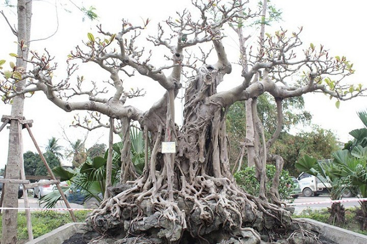 Cây đa cổ có tuổi đời hàng trăm năm, sở hữu vẻ đẹp cổ kính, hình dáng độc đáo (Ảnh: Dân trí)