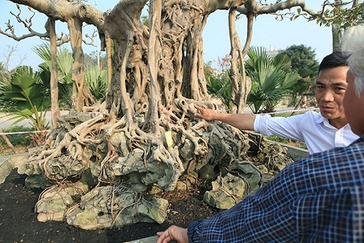 Nghệ nhân Nguyễn Gia Thọ một người được giới chơi cây gọi thân mật với biệt danh "Thọ Nhựa" nổi tiếng sành chơi cây cảnh nghệ thuật đất Hà Thành khi đứng gần tác phẩm đa này đã trầm trồ khen ngơi: "Đây là một tác phẩm rất hiếm gặp. Cây thuộc dòng tứ quý, biểu tượng cho sức sống mãnh liệt. Là loại cây có mủ rất dễ bị trẻ hóa qua thời gian. Vậy mà cây vẫn toát lên sự cổ lão như thế này là rất quý". (Ảnh: Dân Việt)