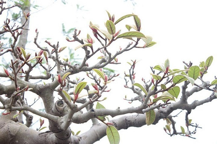 Vào mùa xuân, các búp non đâm chồi rực rỡ như son rất đẹp mắt. (Ảnh: Dân trí)