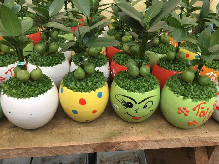 5 cây cảnh mang lại tiền tài nên mua đầu năm mới - Hình 4 5 cay canh mang lai tien tai nen mua dau nam moi-Hinh-4