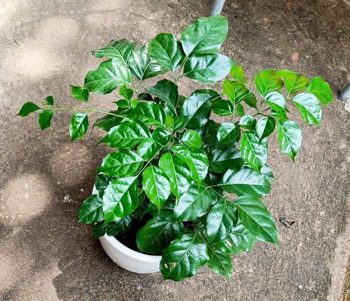 5 cây cảnh mang lại tiền tài nên mua đầu năm mới - Hình 2 5 cay canh mang lai tien tai nen mua dau nam moi-Hinh-2