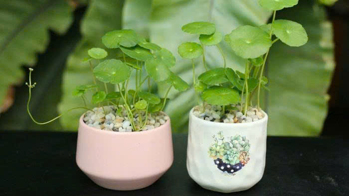 5 cây cảnh mang lại tiền tài nên mua đầu năm mới - Hình 5 5 cay canh mang lai tien tai nen mua dau nam moi-Hinh-5