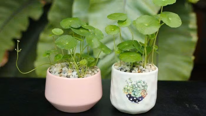 5 cây cảnh mang lại tiền tài nên mua đầu năm mới - Hình 5 5 cay canh mang lai tien tai nen mua dau nam moi-Hinh-5