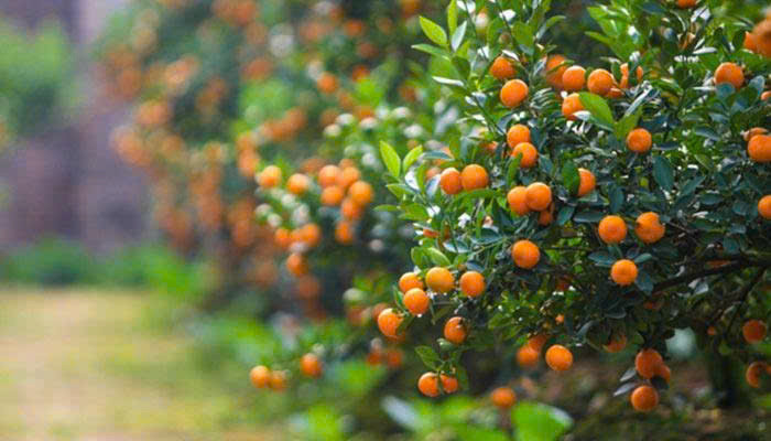 5 cây cảnh mang lại tiền tài nên mua đầu năm mới - Hình 3 5 cay canh mang lai tien tai nen mua dau nam moi-Hinh-3