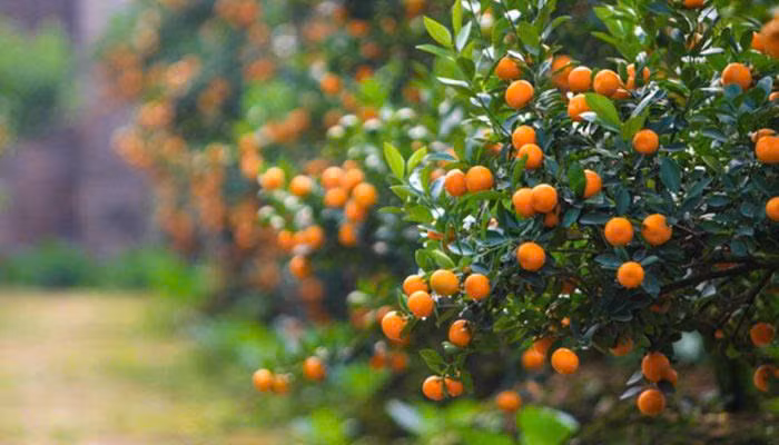 5 cây cảnh mang lại tiền tài nên mua đầu năm mới - Hình 3 5 cay canh mang lai tien tai nen mua dau nam moi-Hinh-3