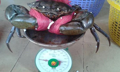 Mua cua toan thay day buoc, nguyen nhan khien chi em ngo nguoi (73