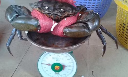 Mua cua toan thay day buoc, nguyen nhan khien chi em ngo nguoi (73