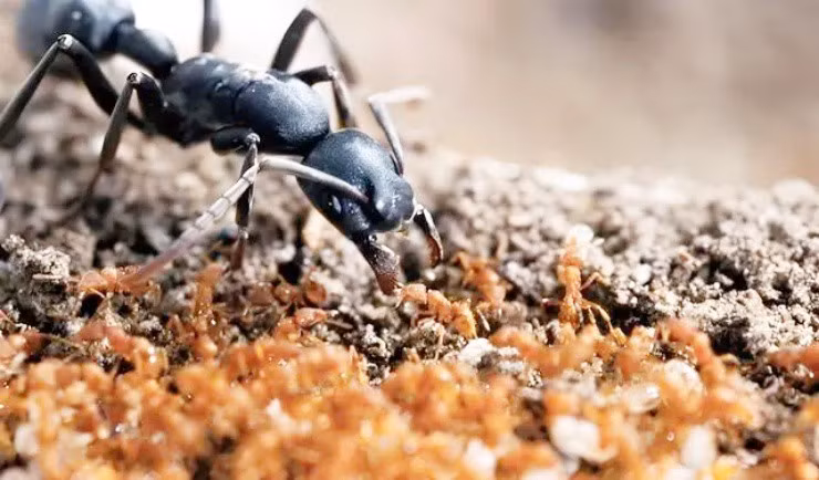 Bo pho ve que “san” kien, tuong dien khung ma kiem bon tien-Hinh-3