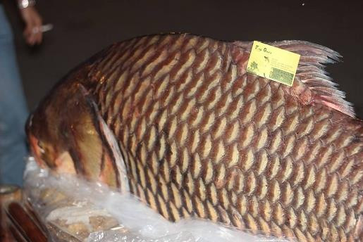 Ở Campuchia, cá hô được phong làm cá quốc gia. Loài cá này sinh sống nhiều trên sông Mê Kông, đoạn chảy qua lãnh thổ Campuchia. Tại miền Tây, những con cá hô nặng 130 kg được ngư dân bắt trên dòng Cửu Long, thường vào khoảng tháng 10. Chúng được thương lái mua với giá hàng trăm triệu đồng.