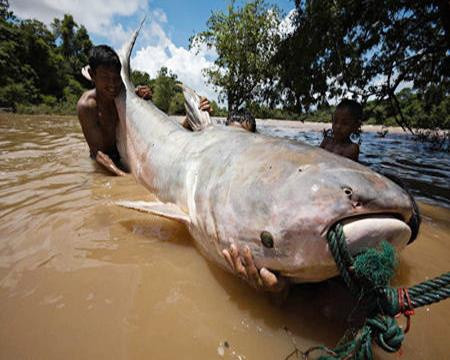 Có 3 loài cá được xem là thủy quái trên sông Cửu Long gồm cá tra dầu, cá vồ cờ, cá hô. Trong đó, cá tra dầu nằm trong sách đỏ Việt Nam và thế giới, được xếp hạng cực kỳ nguy cấp (nguy cơ tuyệt chủng trong tự nhiên rất cao). Loài này có đầu to, dẹp, miệng rộng với 2 râu dài ở hàm trên. Lưng cá màu nâu thẫm, vây nhạt hơn. Chúng lớn nhưng chỉ ăn thực vật thủy sinh.