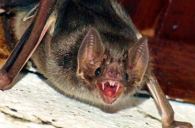 Hiện có 3 loài dơi hút máu còn tồn tại gồm loại thông thường, chân lông và cánh trắng. Do thường xuyên hút máu để tồn tại, dơi quỷ còn có biệt danh "Dơi ma cà rồng". Chúng được cho là hình ảnh hiện thân của ma cà rồng trong các bộ phim điện ảnh.