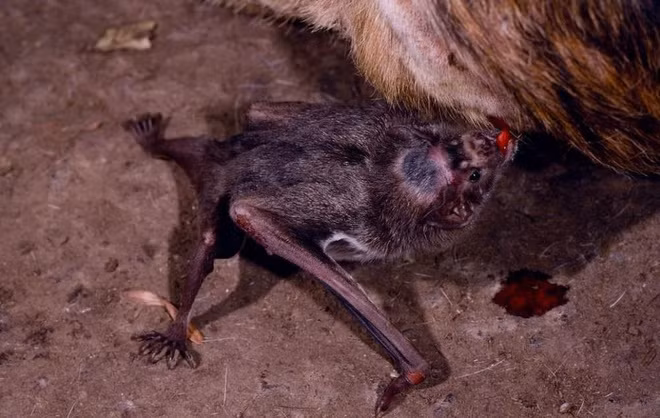 Dơi quỷ có cơ quan cảm nhận sức nóng đặc biệt giúp chúng có thể phân biệt được các vùng da có chứa mạch máu nóng và các vùng da đầy lông khó chịu. Khi phát hiện con vật đang ngủ, dơi quỷ sử dụng răng sắc như lưỡi dao cạo để chọc vào da của con vật hoặc con người và hút máu.