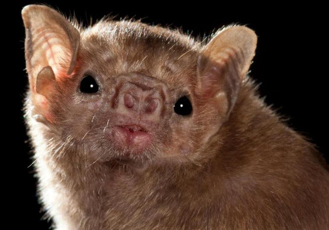 Dơi quỷ thường sống theo bầy đàn trong những nơi ít ánh sáng như hang hốc, các góc tối trong nhà, thân cây rỗng..., với số lượng lên tới hàng nghìn con.