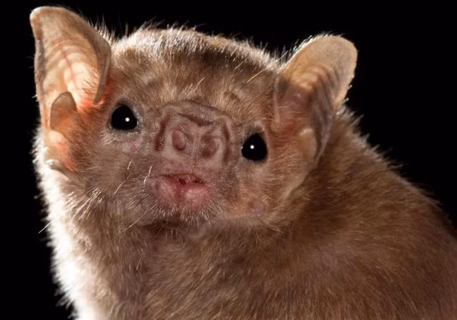 Dơi quỷ thường sống theo bầy đàn trong những nơi ít ánh sáng như hang hốc, các góc tối trong nhà, thân cây rỗng..., với số lượng lên tới hàng nghìn con.